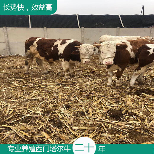 岳陽八百斤的西門塔爾大母牛出售